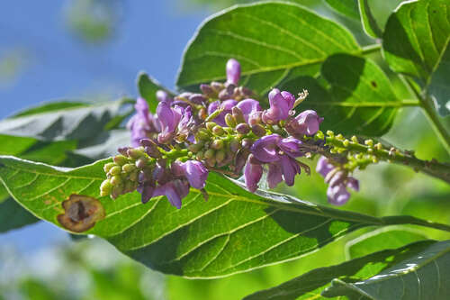 Lonchocarpus minimiflorus - Whole tree