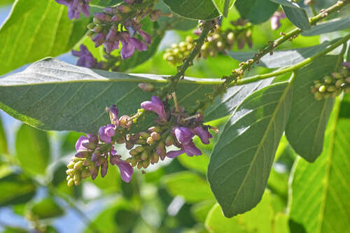 Lonchocarpus minimiflorus - Leaves