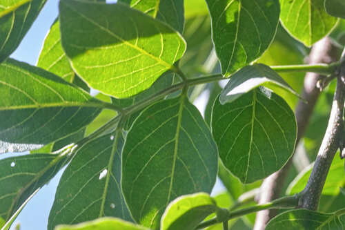 Lonchocarpus minimiflorus - Whole tree