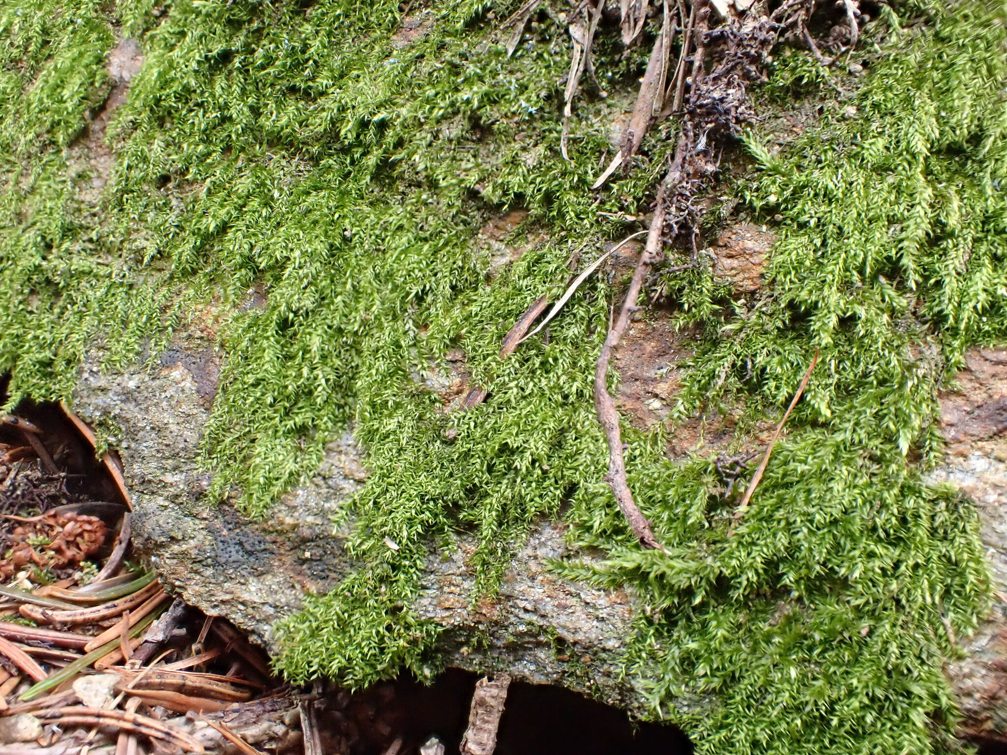 Plagiothecium laetum W.P.Schimper, 1851