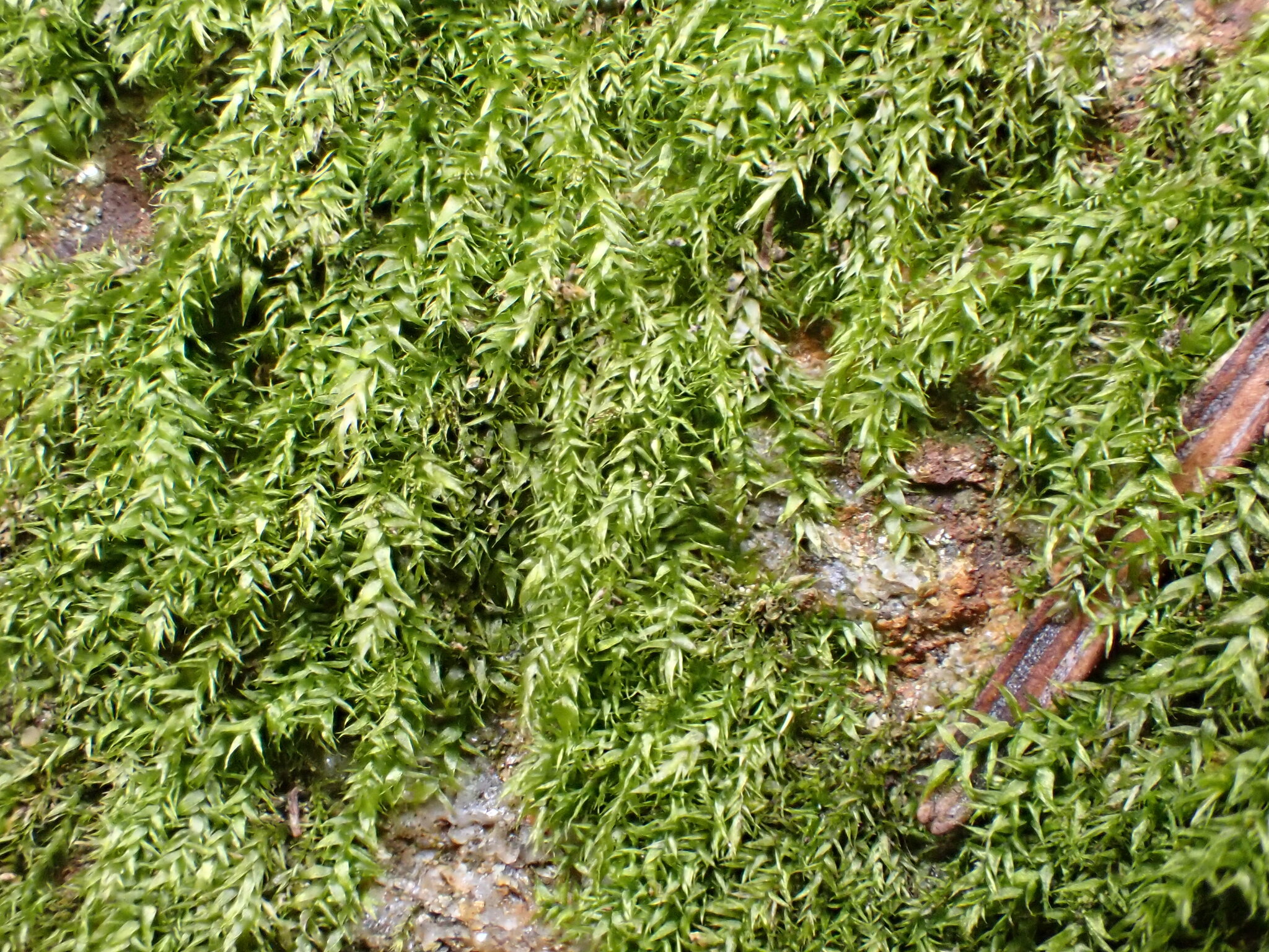 Plagiothecium laetum W.P.Schimper, 1851