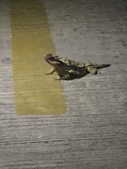 Phrynosoma coronatum