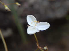 Libertia