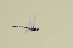 Macromia