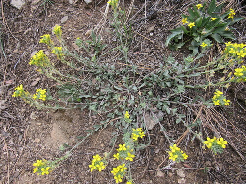 mountain bladderpod (Lesquerella montana)