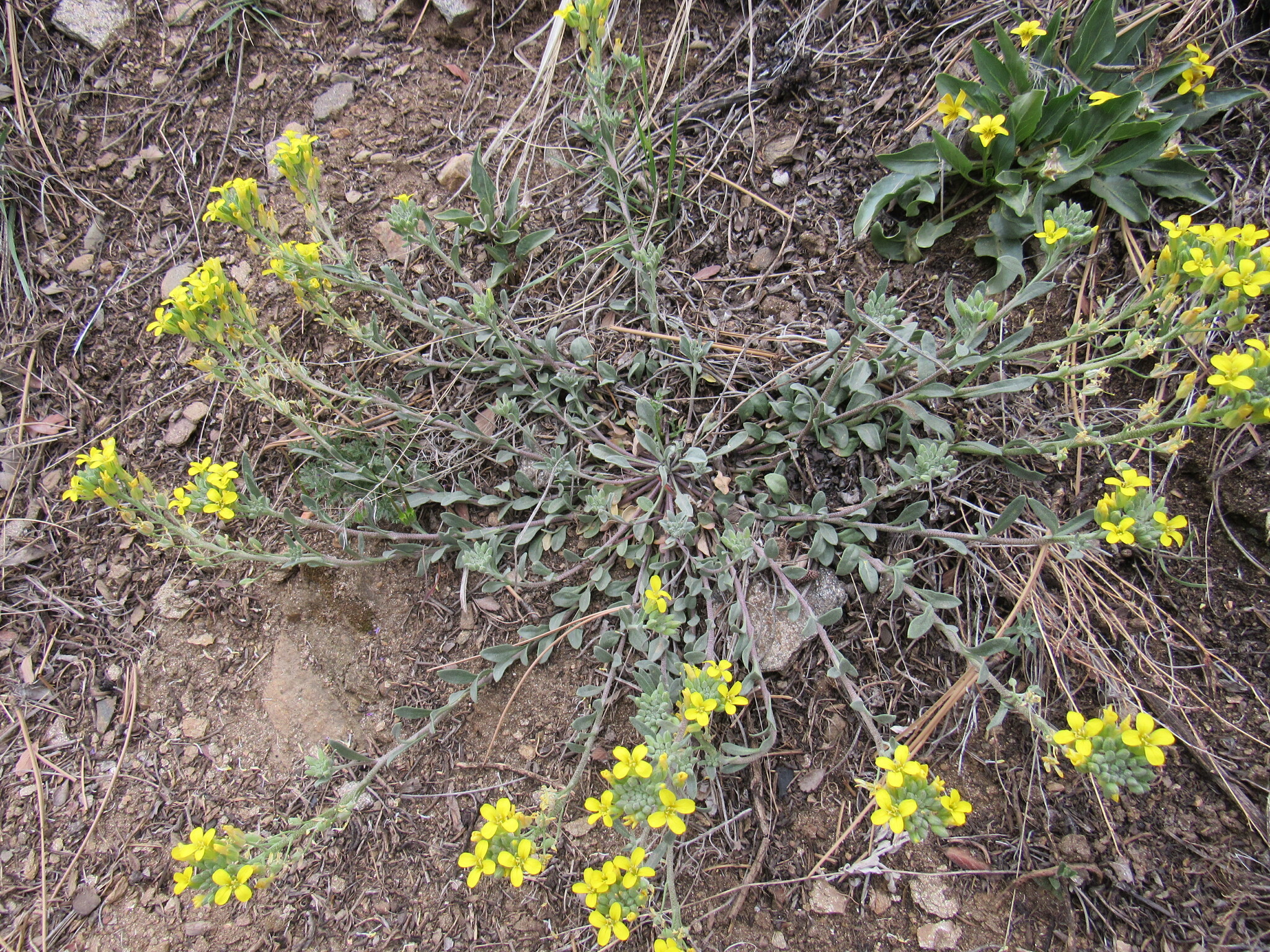 Physaria montana