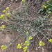 Mountain Bladderpod - Photo (c) Anders Hastings, some rights reserved (CC BY), uploaded by Anders Hastings