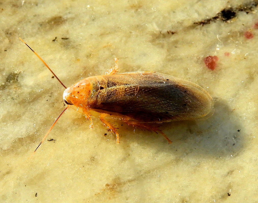 Panchlora cahita
