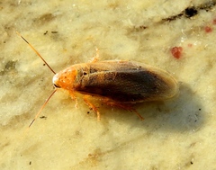 Panchlora cahita