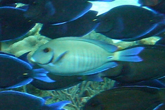 Acanthurus chirurgus