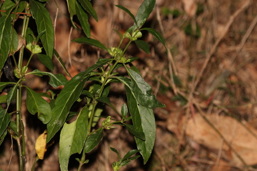 Image of Justicia hygrophiloides by (c) Greg Tasney, some rights reserved (CC BY-SA)