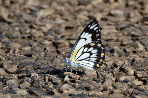 Caper White