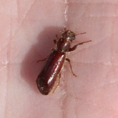 Melalgus plicatus