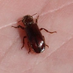 Melalgus plicatus