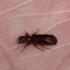 Melalgus plicatus