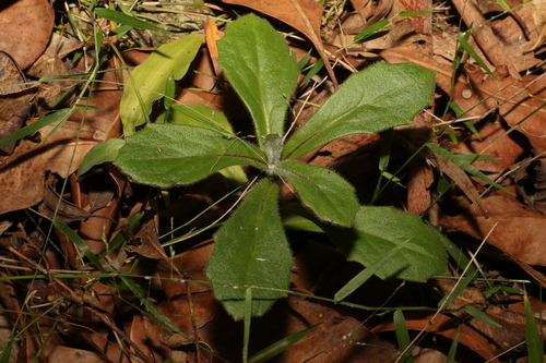 Gynura drymophila, 2023-05-05