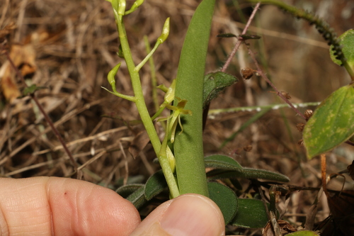 Image of Liparis swenssonii by (c) Greg Tasney, some rights reserved (CC BY-SA)