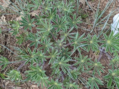 Image of Lupinus ammophilus by (c) Zac Peterson, some rights reserved (CC BY)
