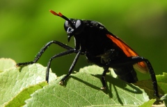 Protomydas rubidapex