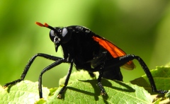 Protomydas rubidapex