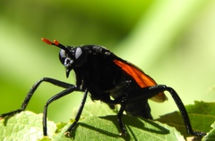 Protomydas rubidapex