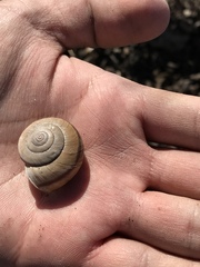 Helminthoglypta phlyctaena