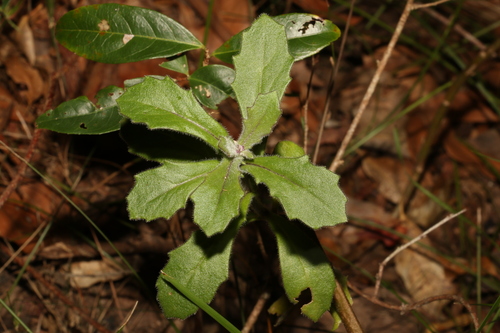 Gynura drymophila, 2023-05-05