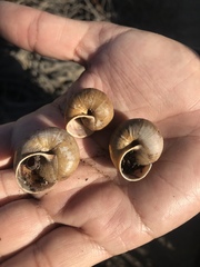 Helminthoglypta phlyctaena
