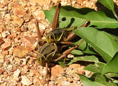 Brachystola behrensii
