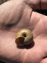 Helminthoglypta phlyctaena