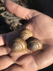 Helminthoglypta phlyctaena