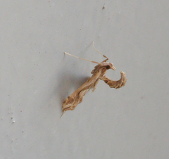 Lineodes integra