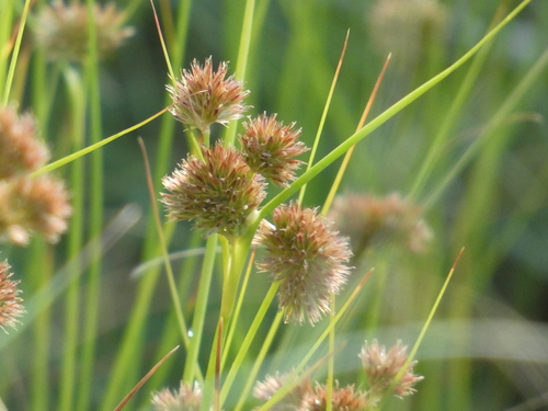 Juncus torreyi iNat (3)