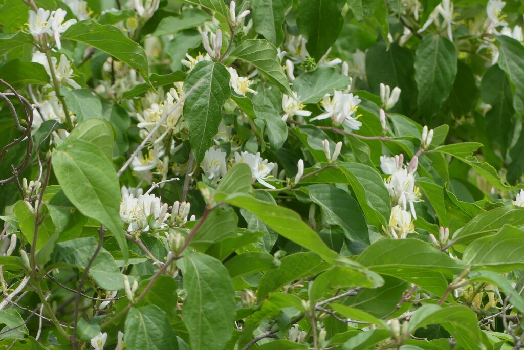 Amur honeysuckle from Olathe, KS, USA on May 05, 2023 at 1214 PM by