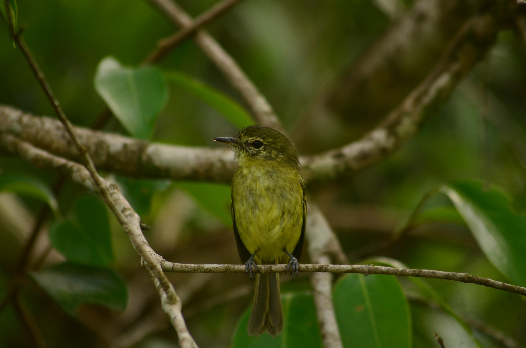 Restinga Tyrannulet (Phylloscartes kronei), photo 5