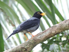 Yellow-Legged Thrush photo 3