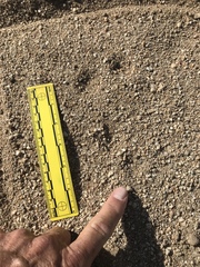 Ammospermophilus leucurus