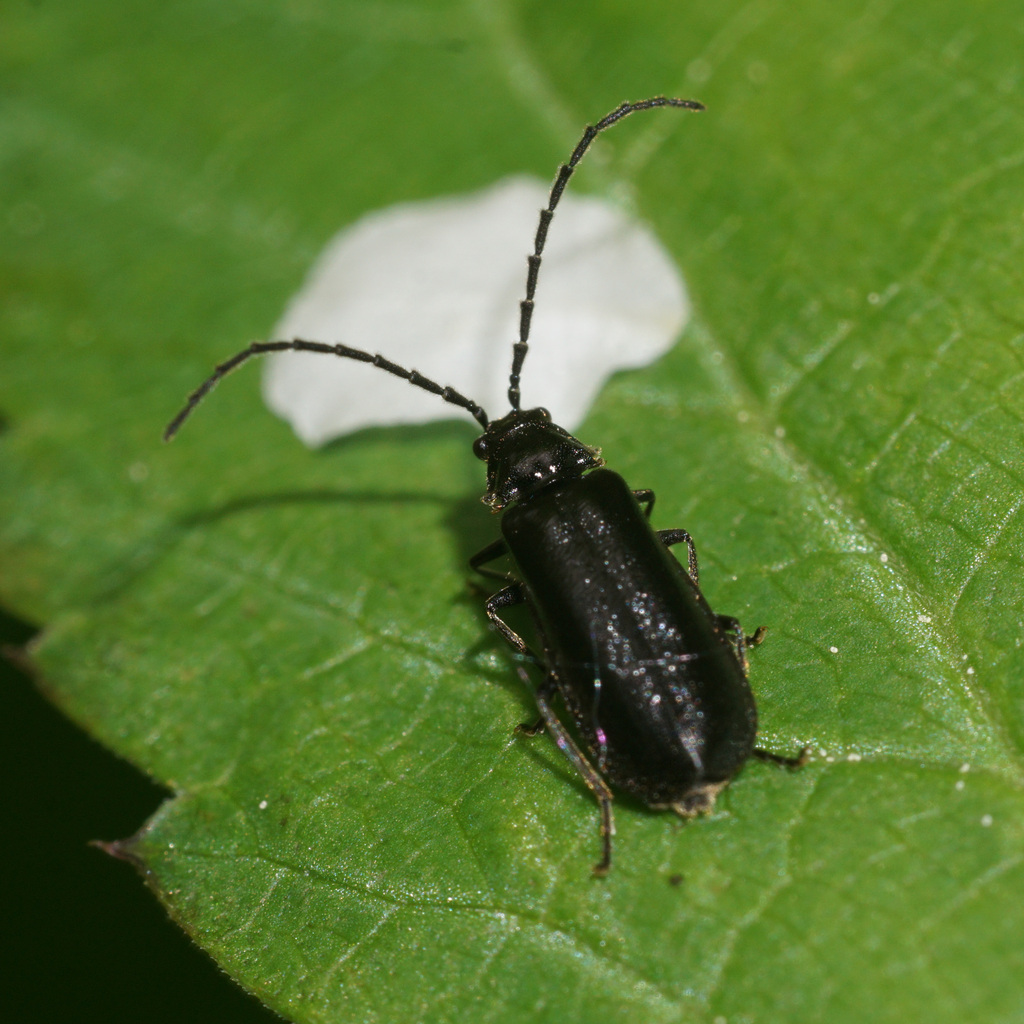 Autosilis nitidula