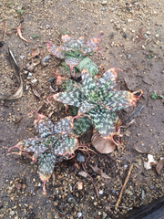 Aloe transvaalensis