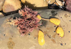 Botrylloides perspicuus