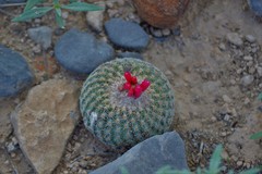 Epithelantha greggii