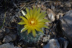 Coryphantha difficilis