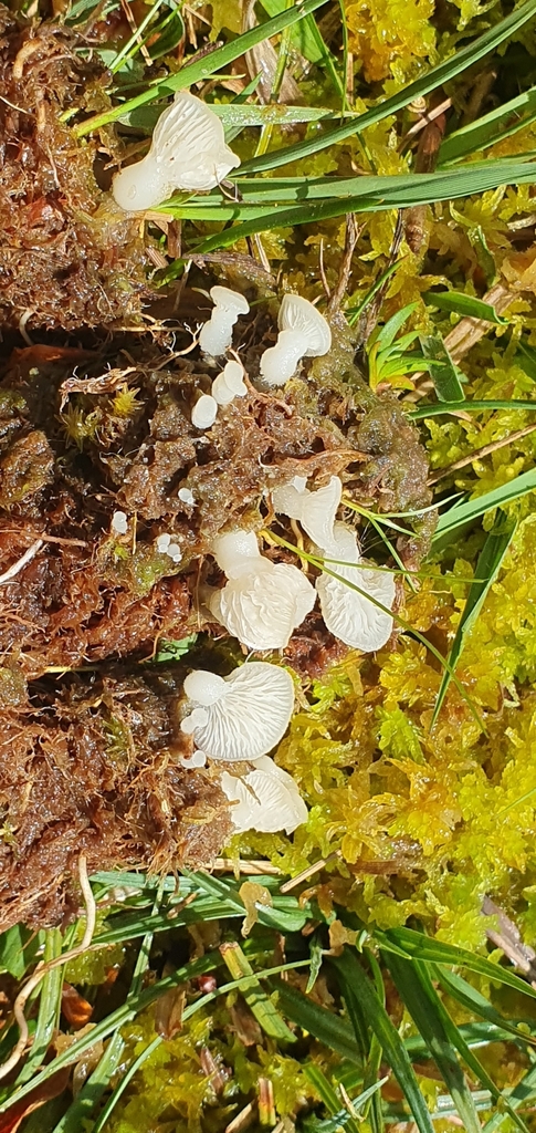 Clitopilus mutilus
