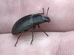 Bothrotes canaliculatus