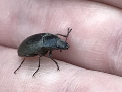 Bothrotes canaliculatus