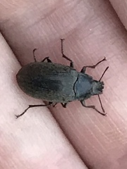 Bothrotes canaliculatus