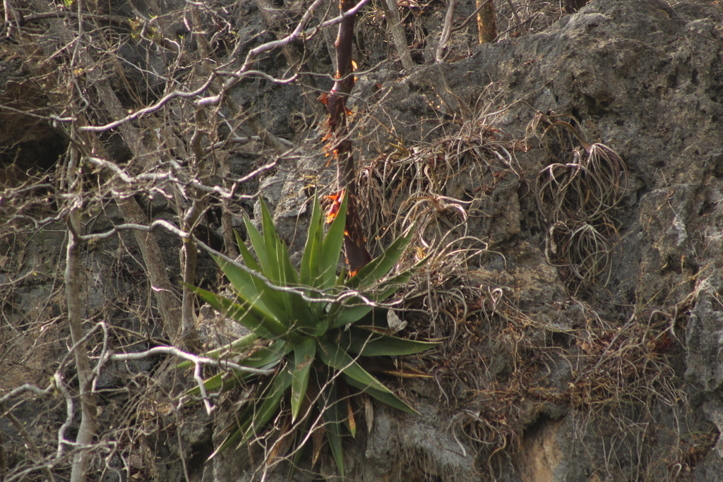 Agave calciphila