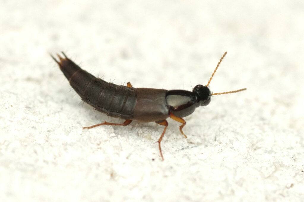 Quedius semiobscurus