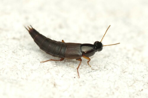 Quedius semiobscurus