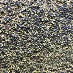 Scoliciosporum umbrinum